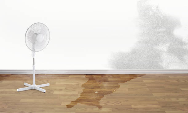 Best Water damage cleanup near me  in Sands Point, NY